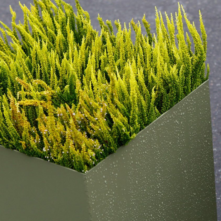 nærbilde av sinus plantekasse med grønn lyng, ved siden av en benk i samme farge. miljøbilde